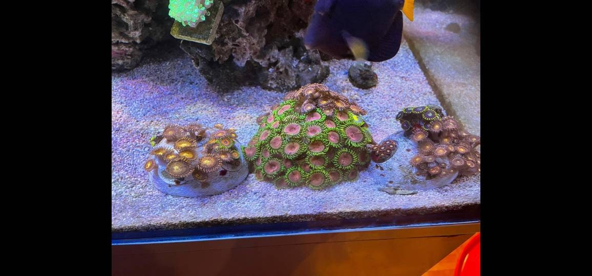 Zoaball Coral frag Plug Holder