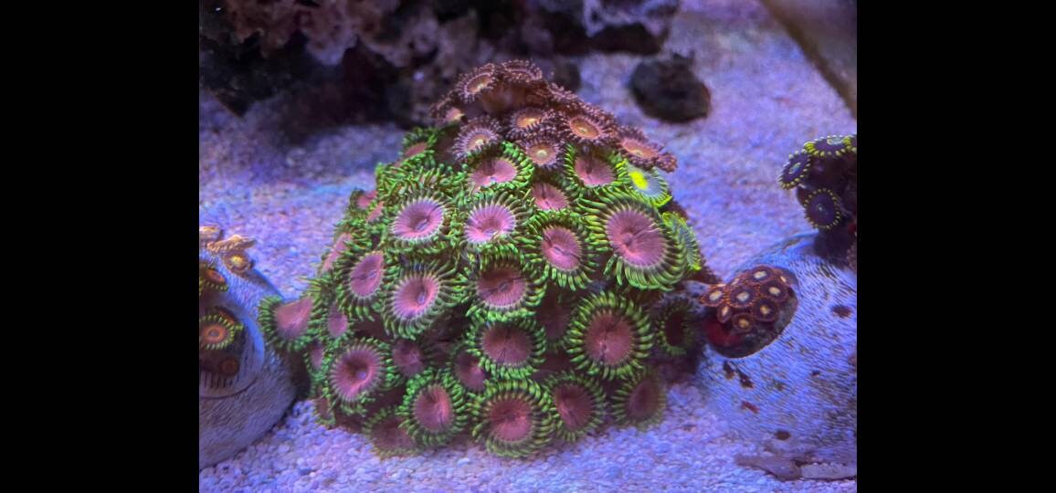 Zoaball Coral frag Plug Holder